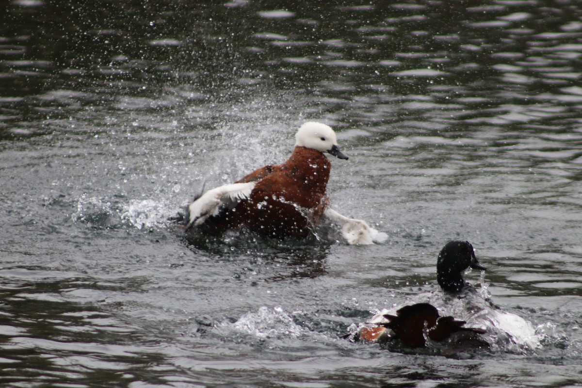 Paradise Shelduck - ML643125706