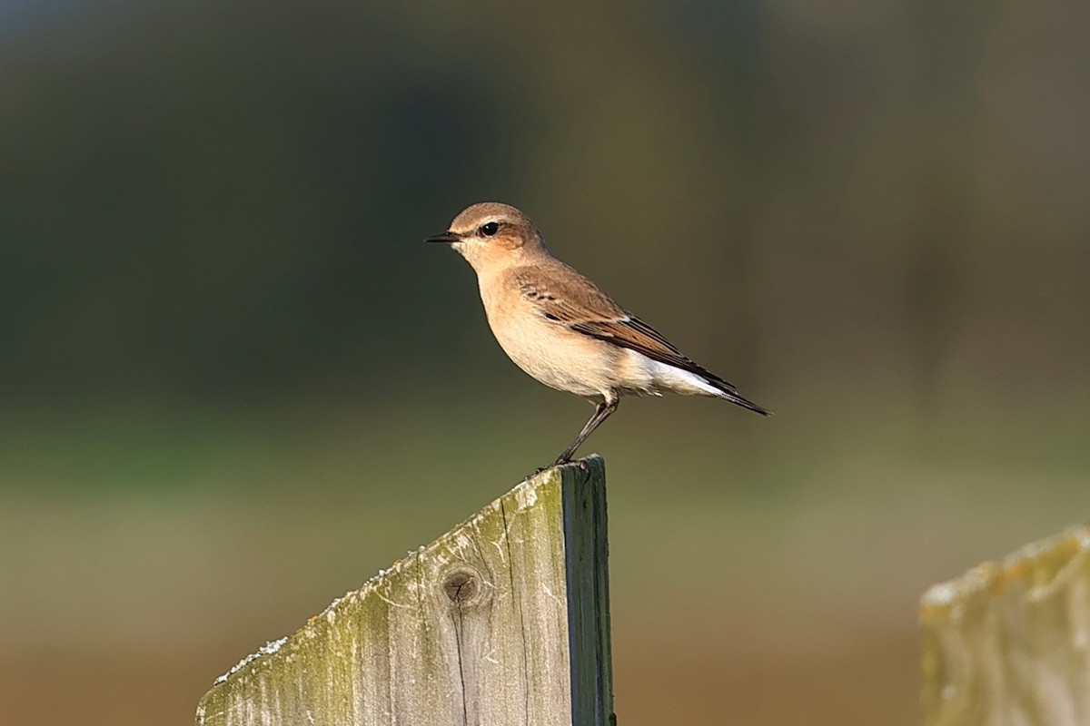 Northern Wheatear - ML643125707