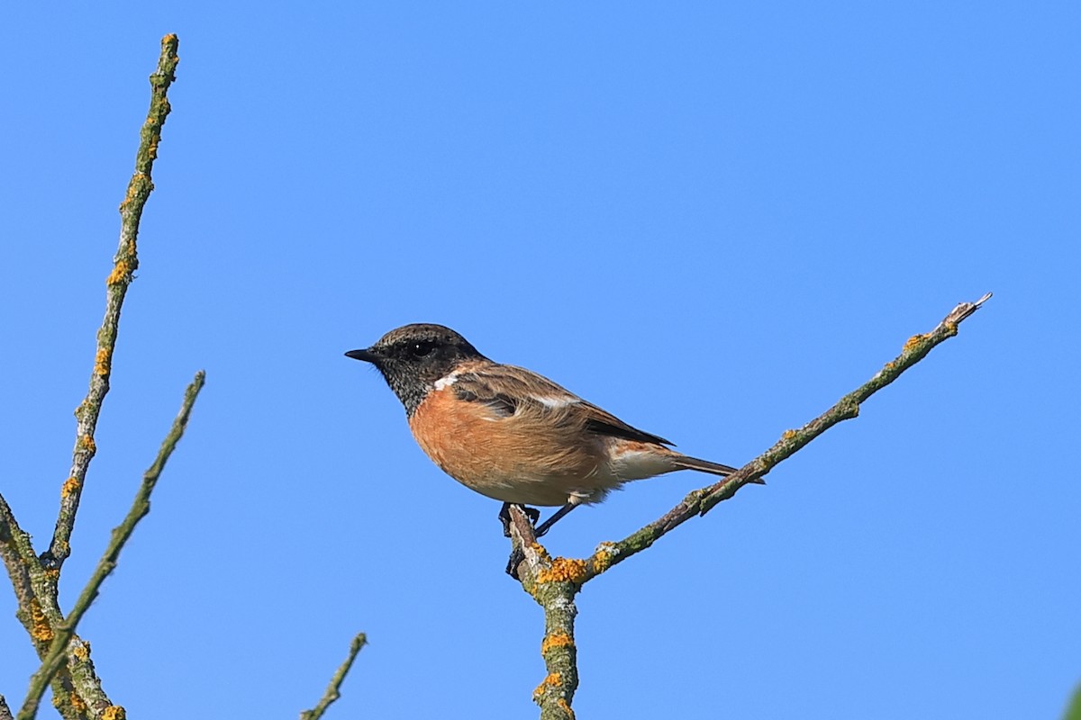 European Stonechat - ML643125708