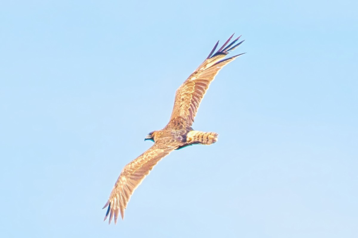 Swamp Harrier - ML643125709