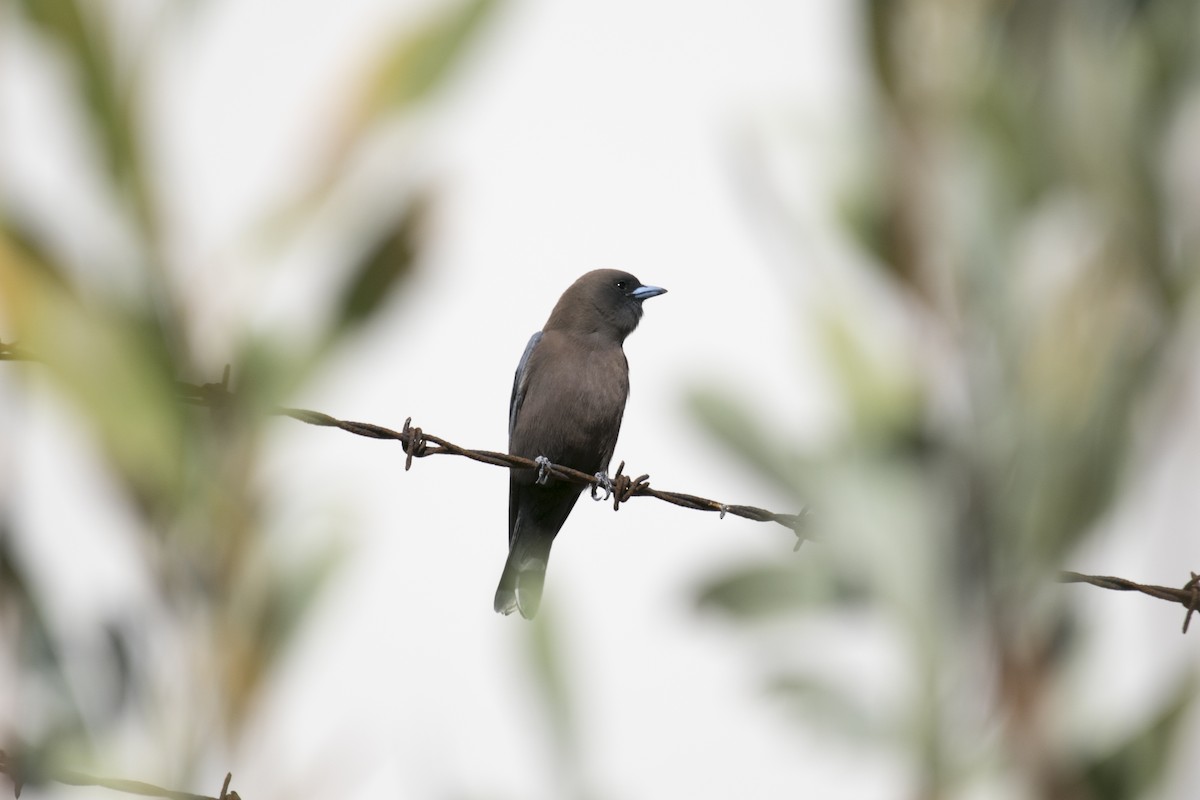 Little Woodswallow - ML643125738