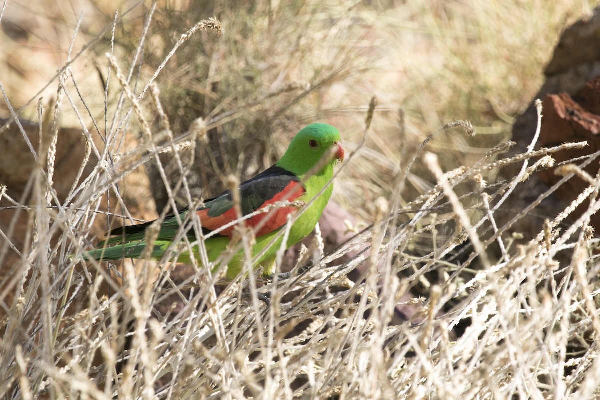Red-winged Parrot - ML643125758
