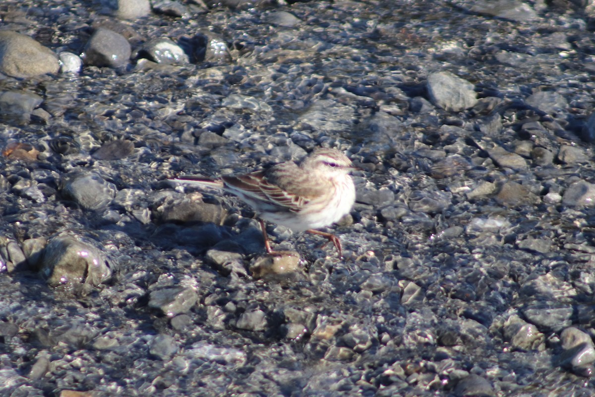 New Zealand Pipit - ML643125769