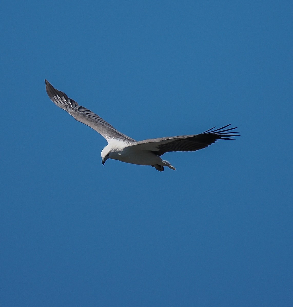 White-bellied Sea-Eagle - ML643125774