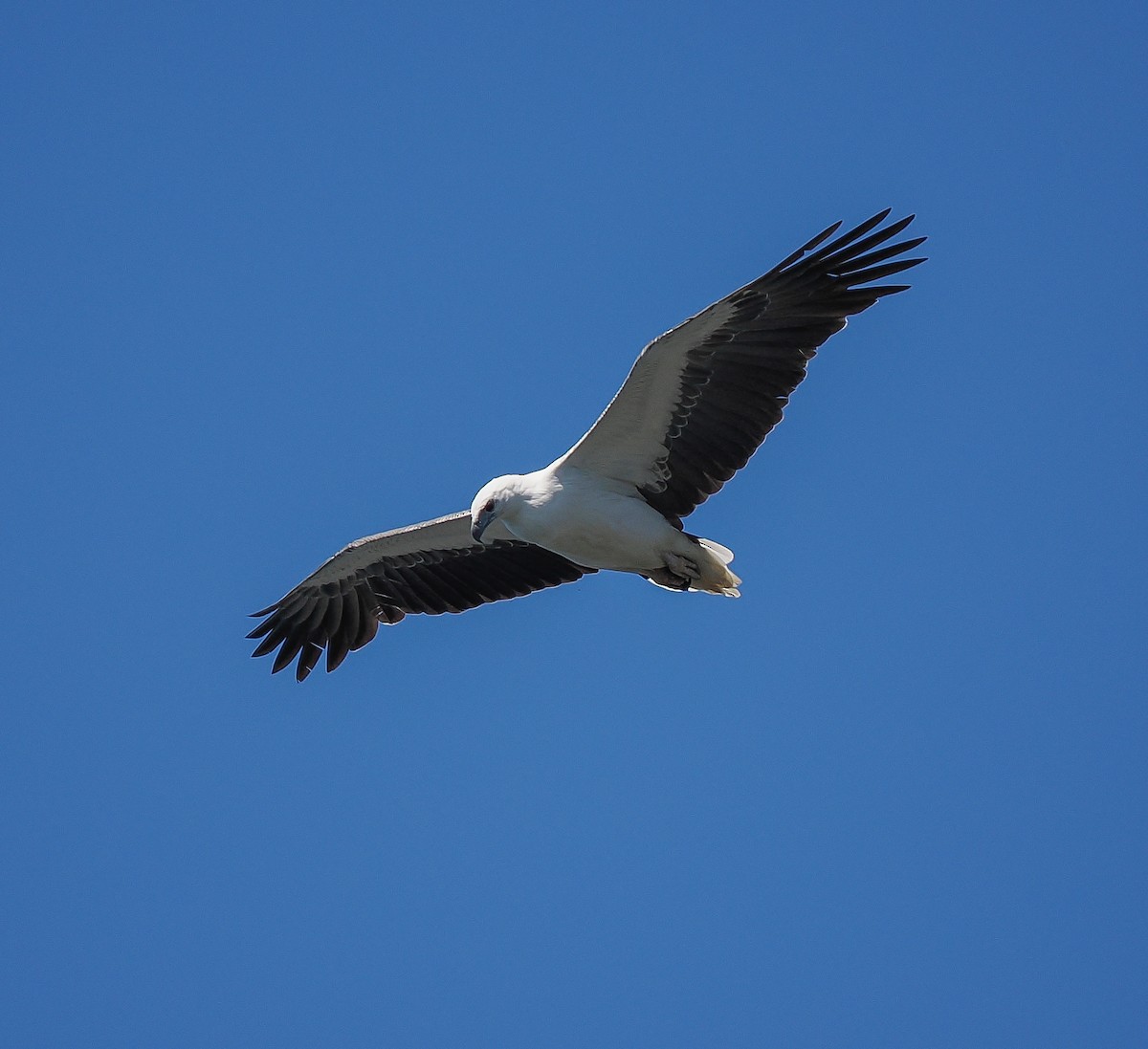 White-bellied Sea-Eagle - ML643125775