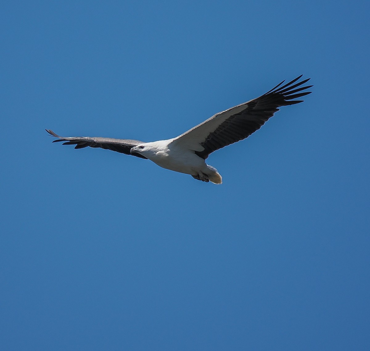 White-bellied Sea-Eagle - ML643125776