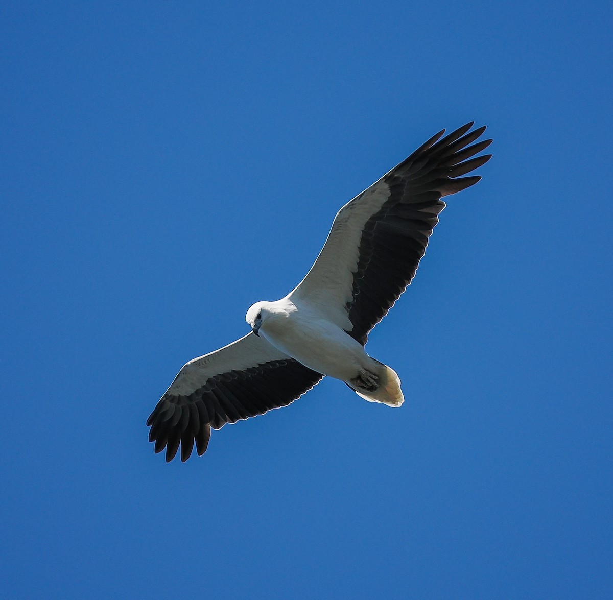 White-bellied Sea-Eagle - ML643125777