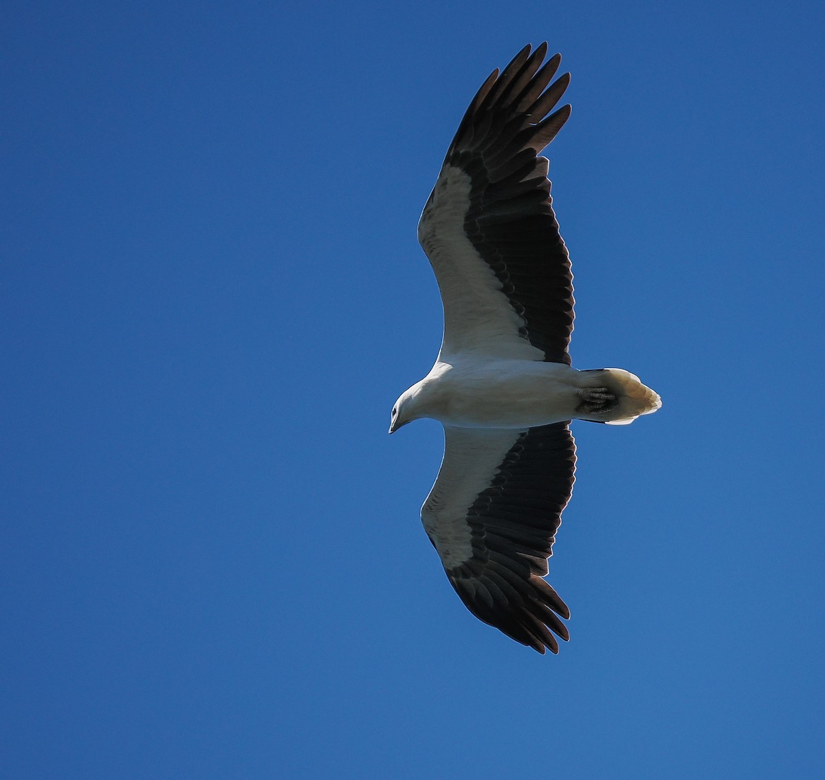 White-bellied Sea-Eagle - ML643125778
