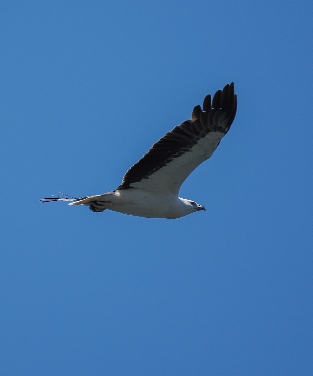 White-bellied Sea-Eagle - ML643125779