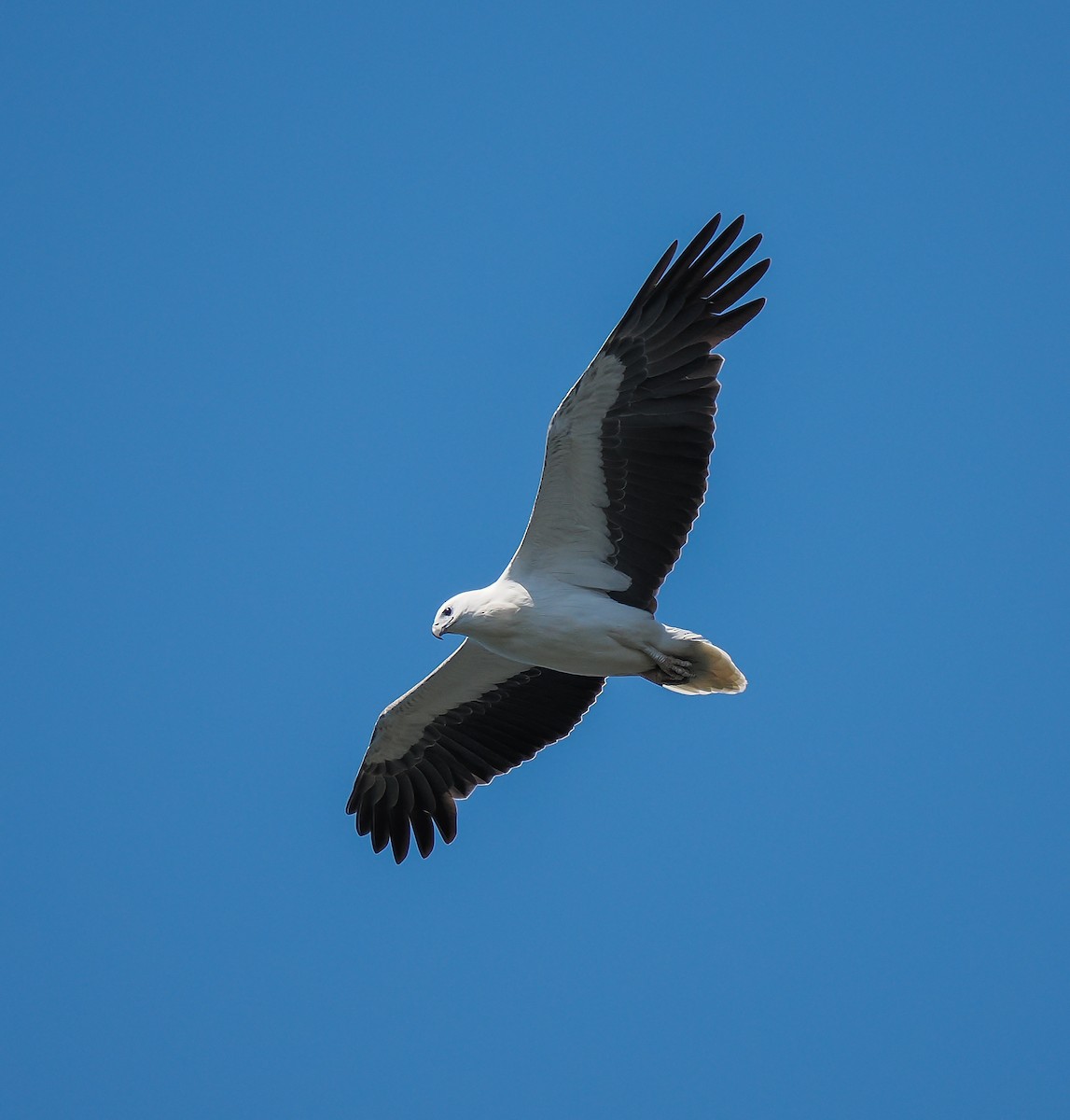 White-bellied Sea-Eagle - ML643125780