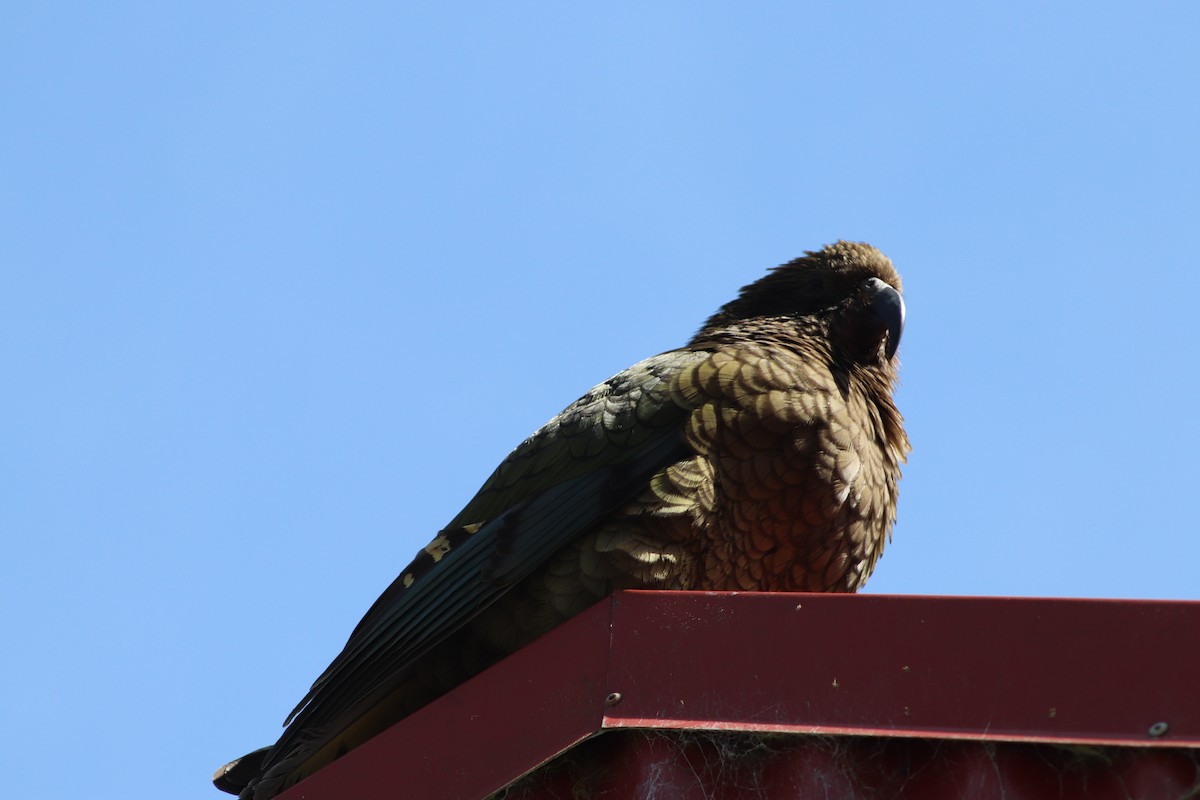 Kea - ML643125781