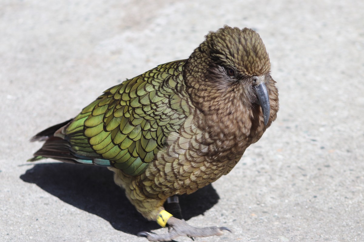 Kea - ML643125782