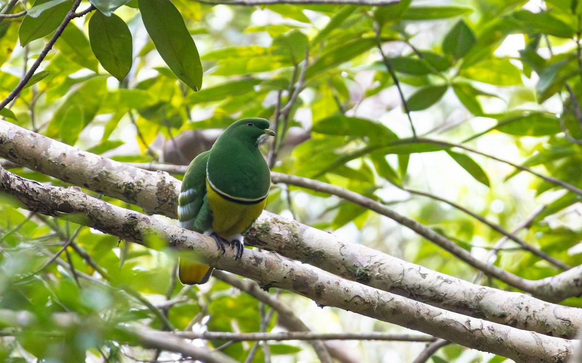 Cloven-feathered Dove - ML643125784