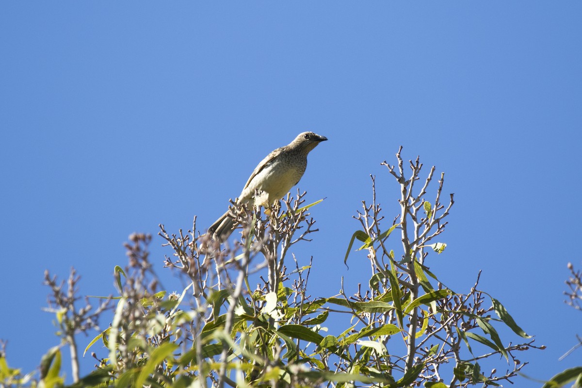 Spotted Bowerbird - ML643125795