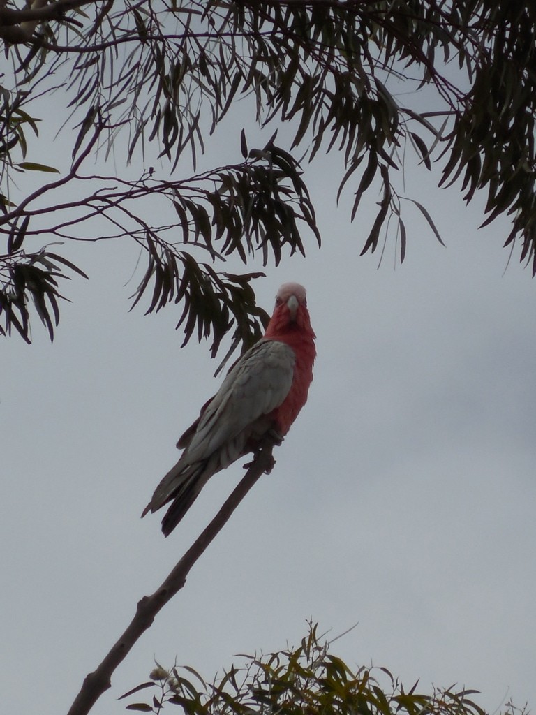 Galah - ML643125797