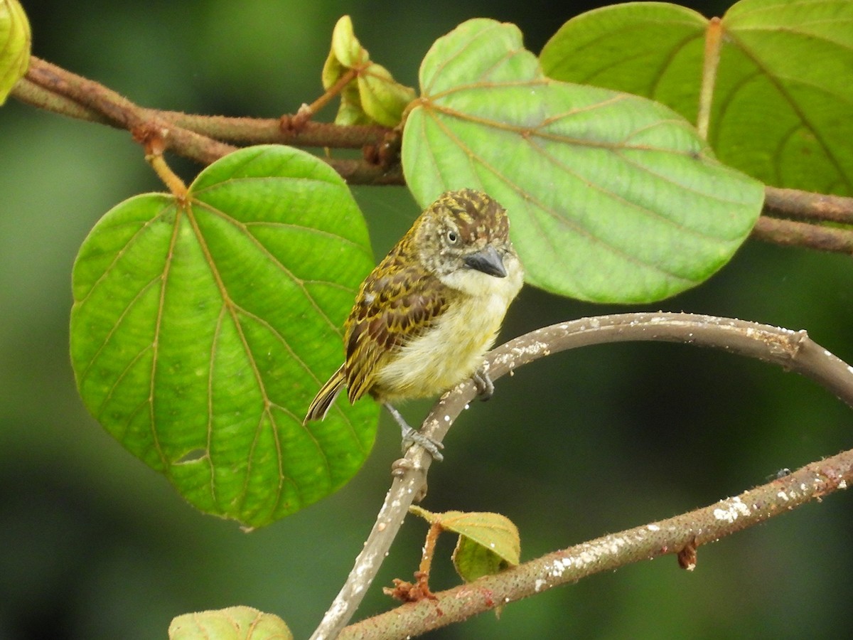 Speckled Tinkerbird - ML643125799