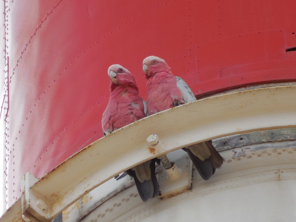 Galah - ML643125802