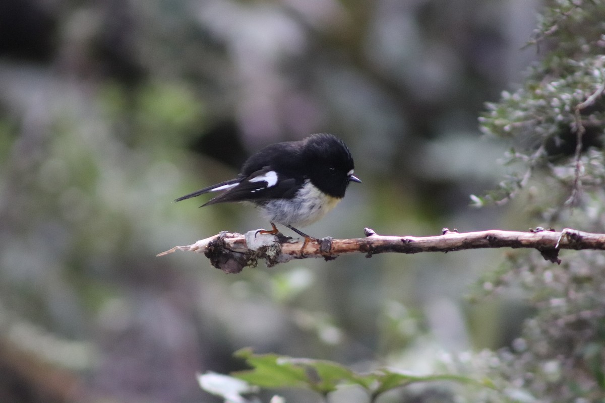 Tomtit Bülbülü - ML643125811