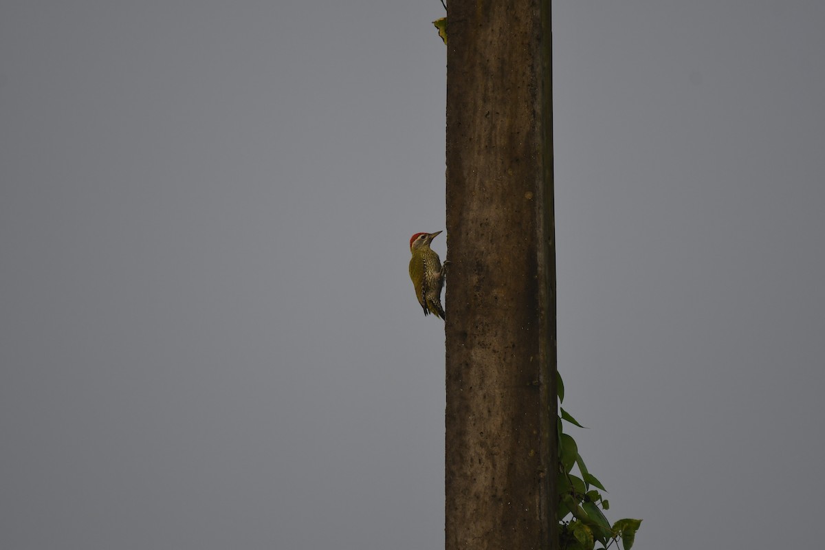 Streak-throated Woodpecker - ML643125817