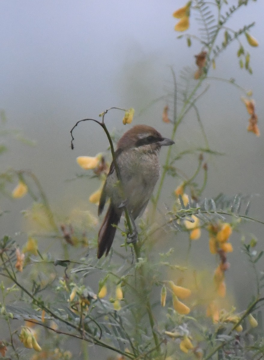 Brown Shrike - ML643125818