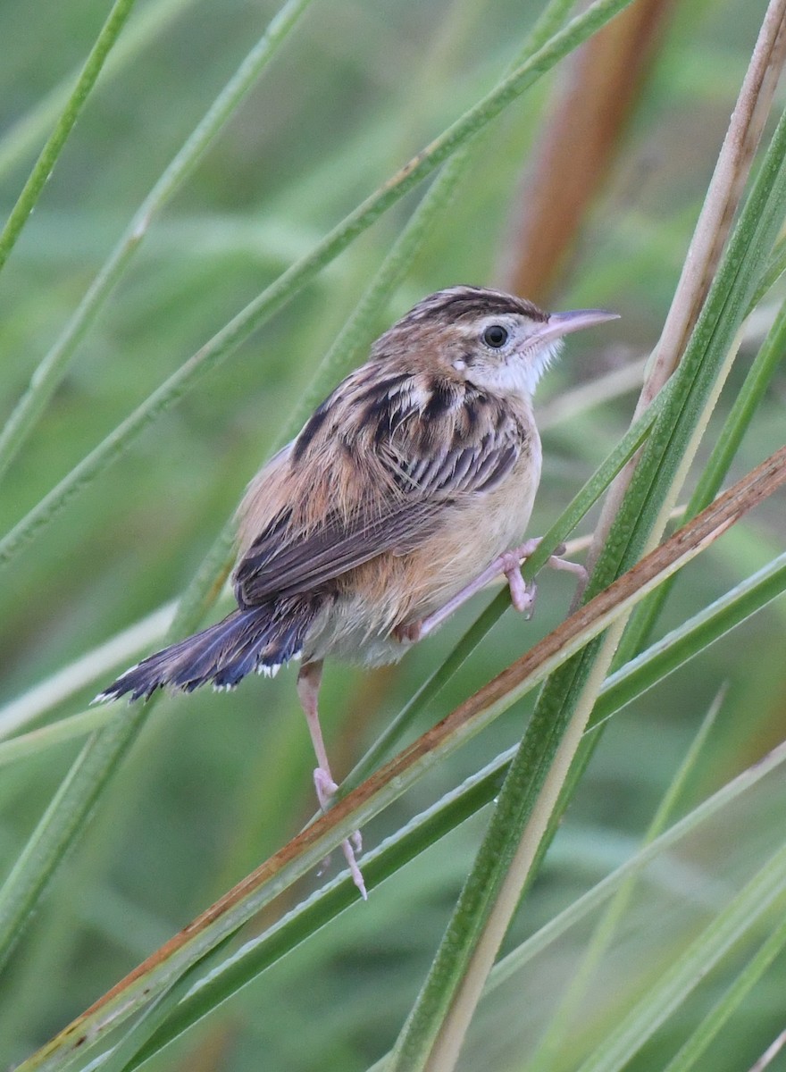 Zitting Cisticola - ML643125819