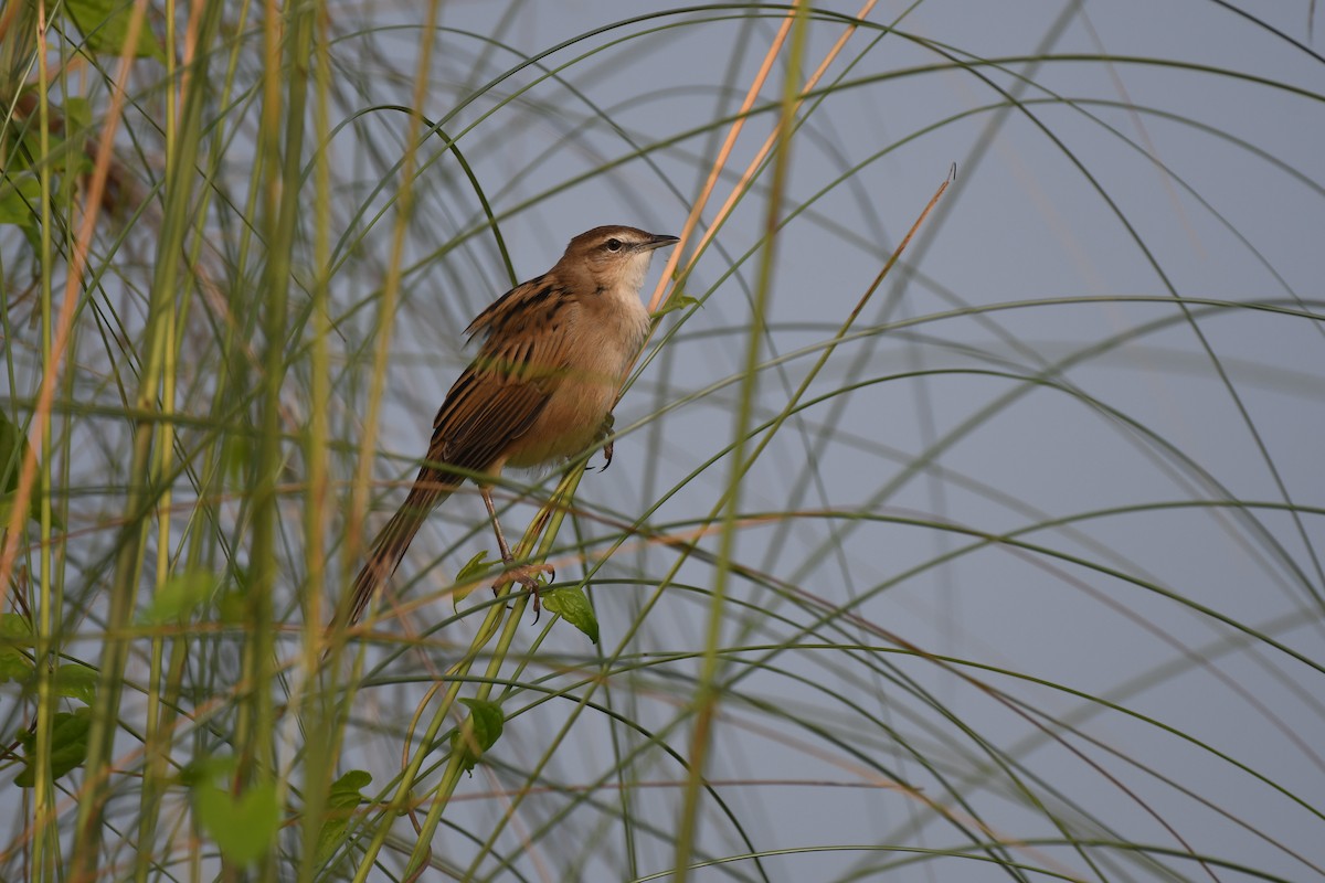 Striated Grassbird - ML643125823