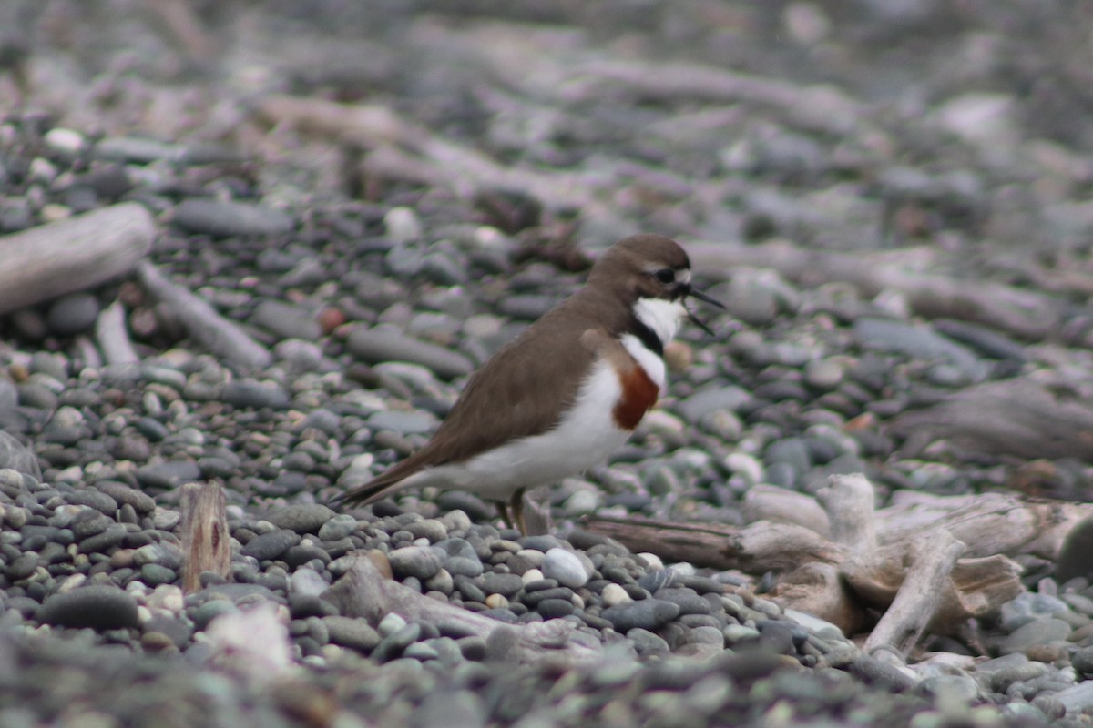 Double-banded Plover - ML643125824