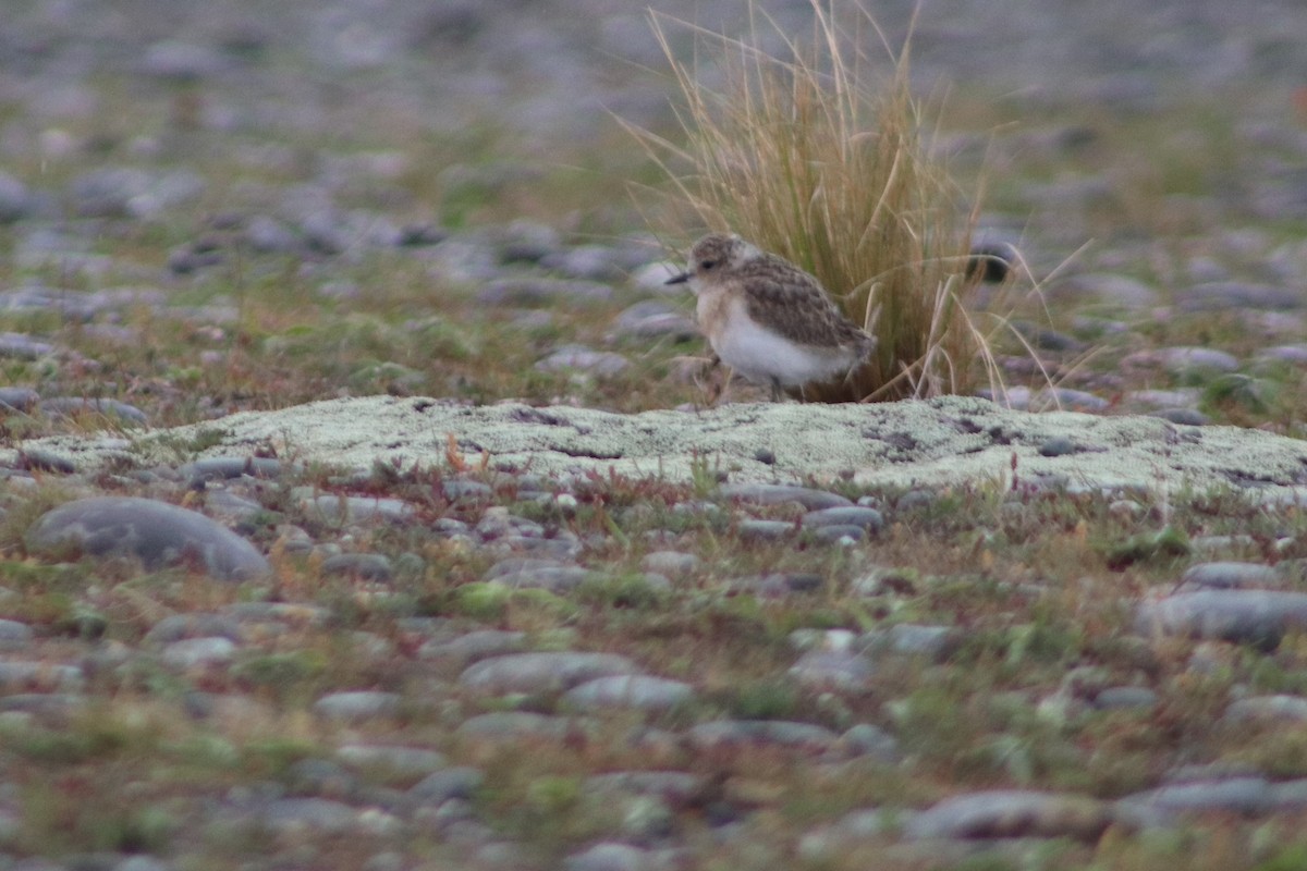Double-banded Plover - ML643125825
