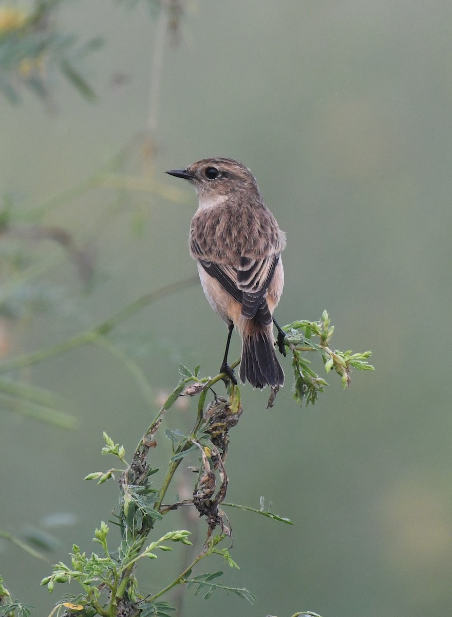Siberian Stonechat - ML643125828
