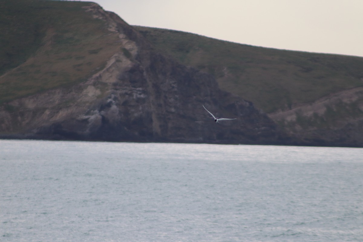 White-fronted Tern - ML643125836