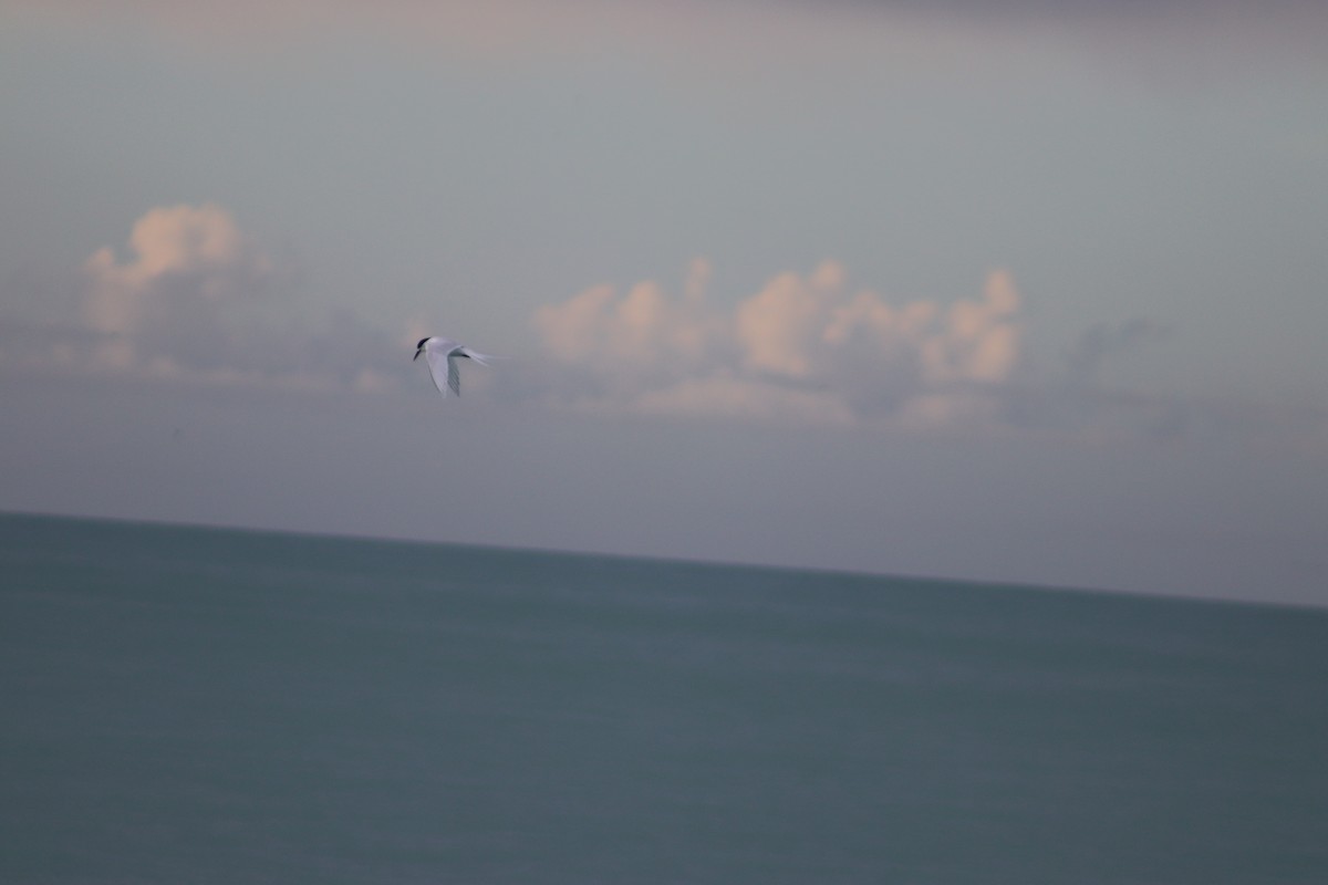 White-fronted Tern - ML643125837