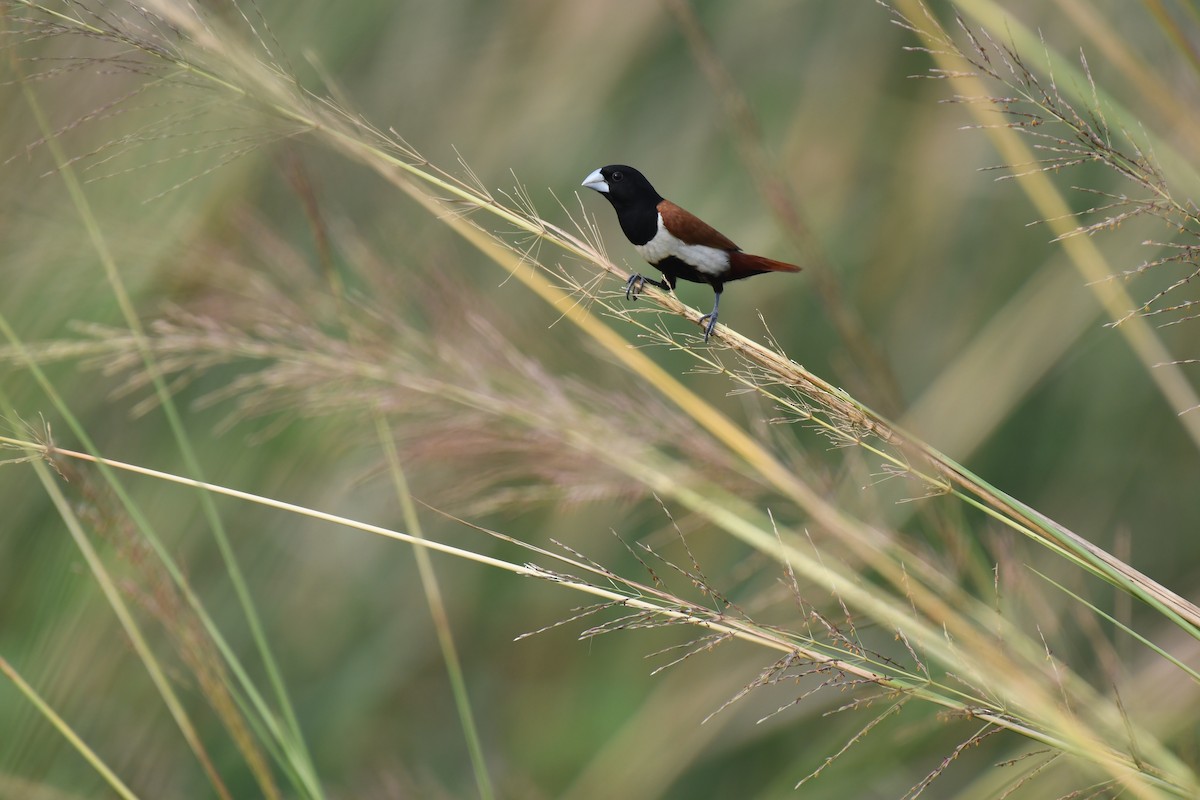Tricolored Munia - ML643125840