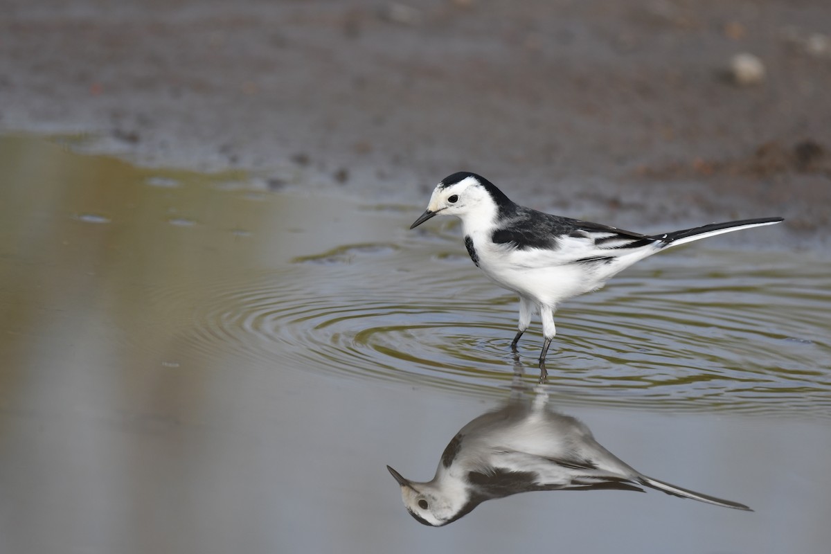 White Wagtail - ML643125841