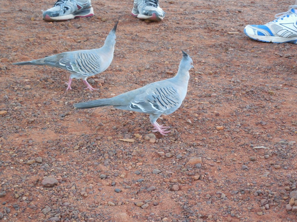 Crested Pigeon - ML643125842