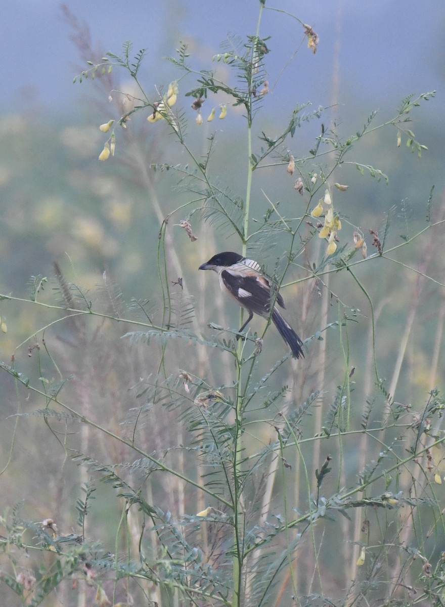 Long-tailed Shrike - ML643125846