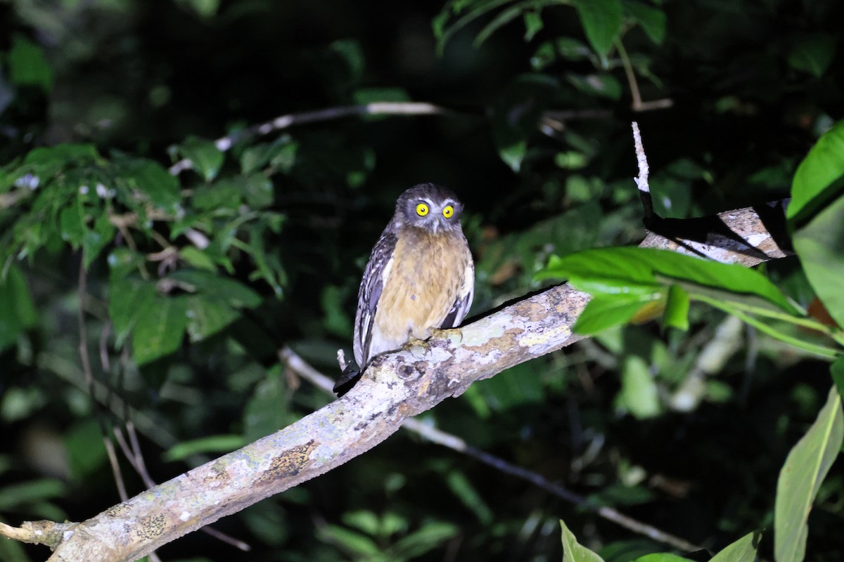 Ochre-bellied Boobook - ML643125847