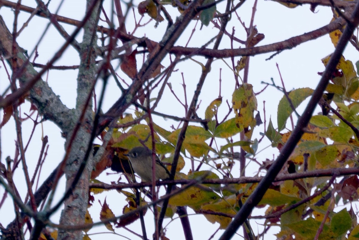 Ruby-crowned Kinglet - ML643125891