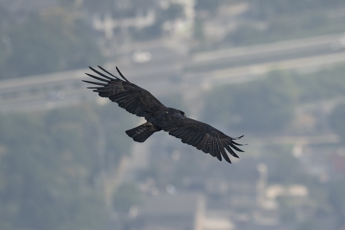 Black Eagle - ML643125895