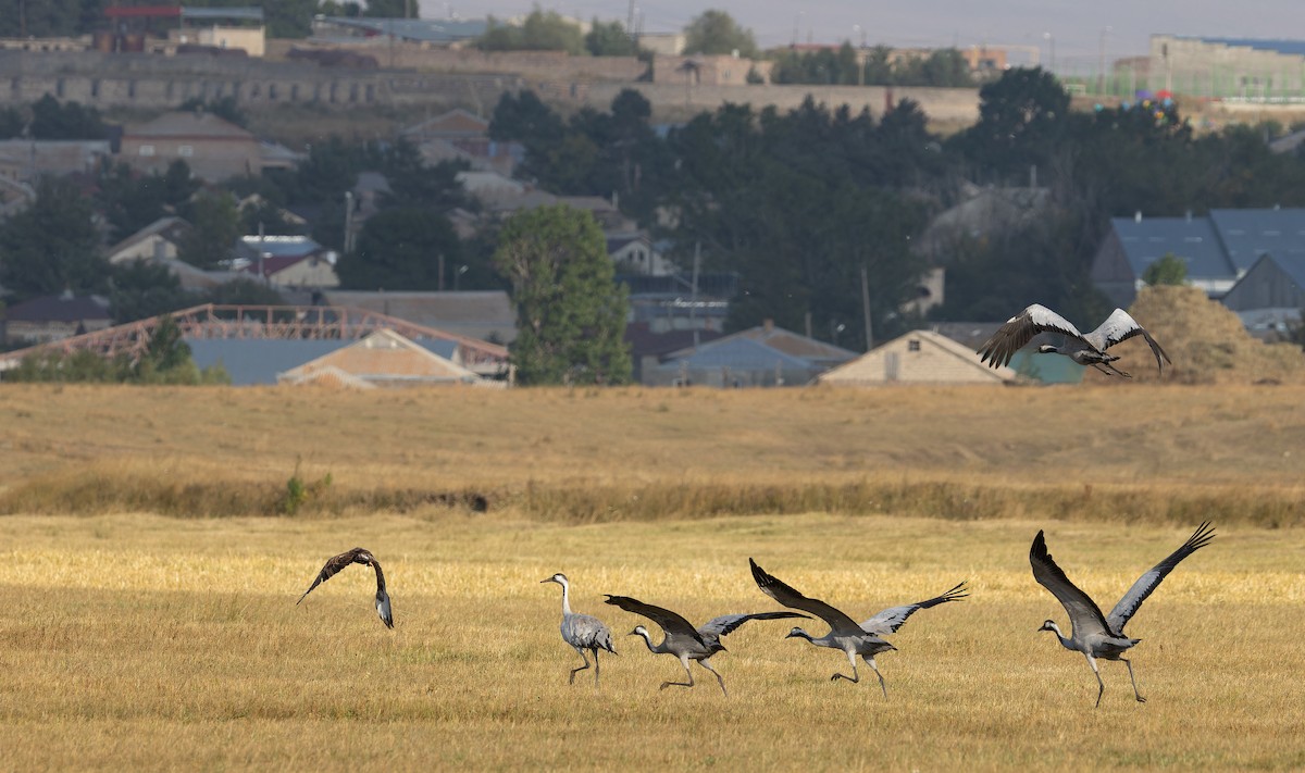 Common Crane - ML643125906