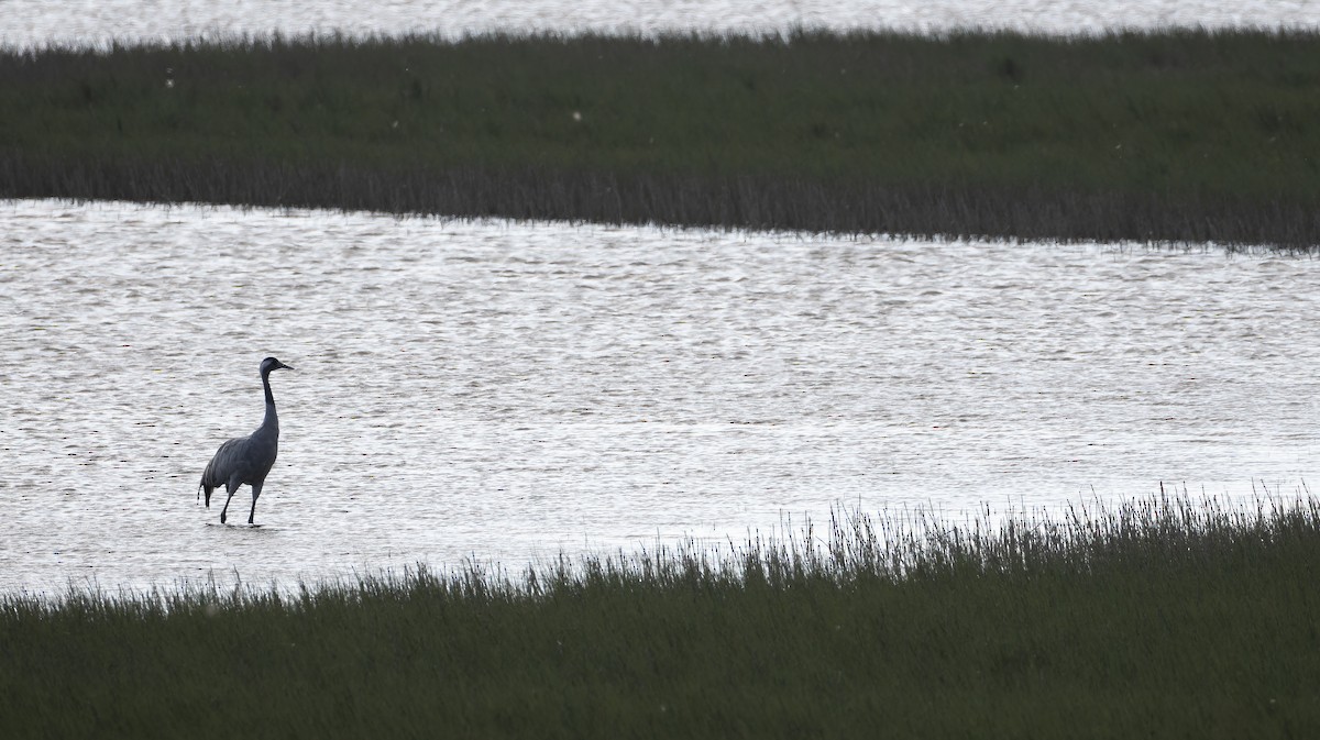 Common Crane - ML643125907