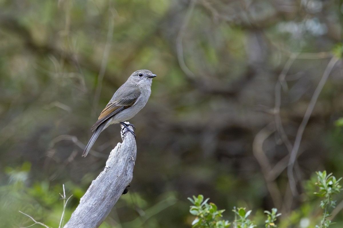 Golden Whistler (Eastern) - ML643125918