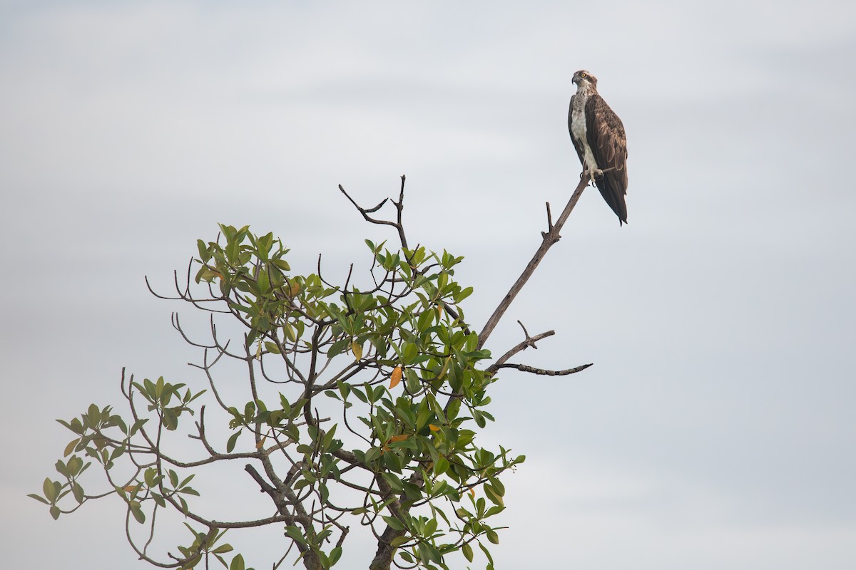 Osprey (Eurasian) - ML643125958
