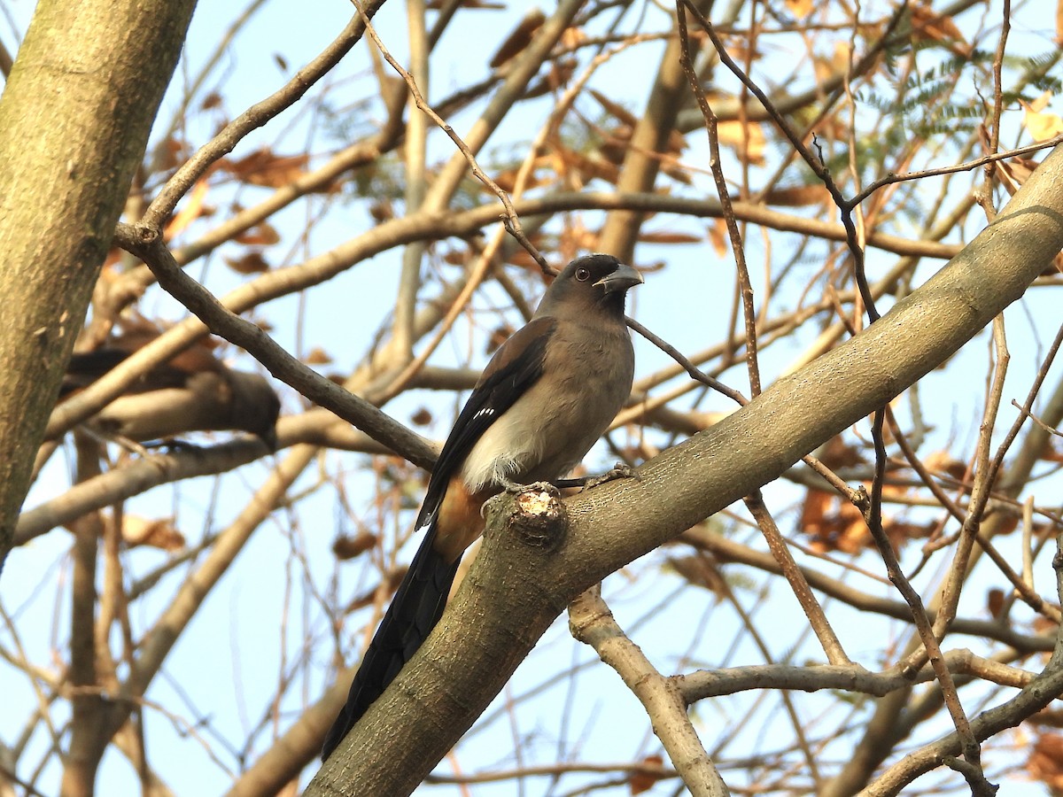 Gri Saksağan - ML643126043