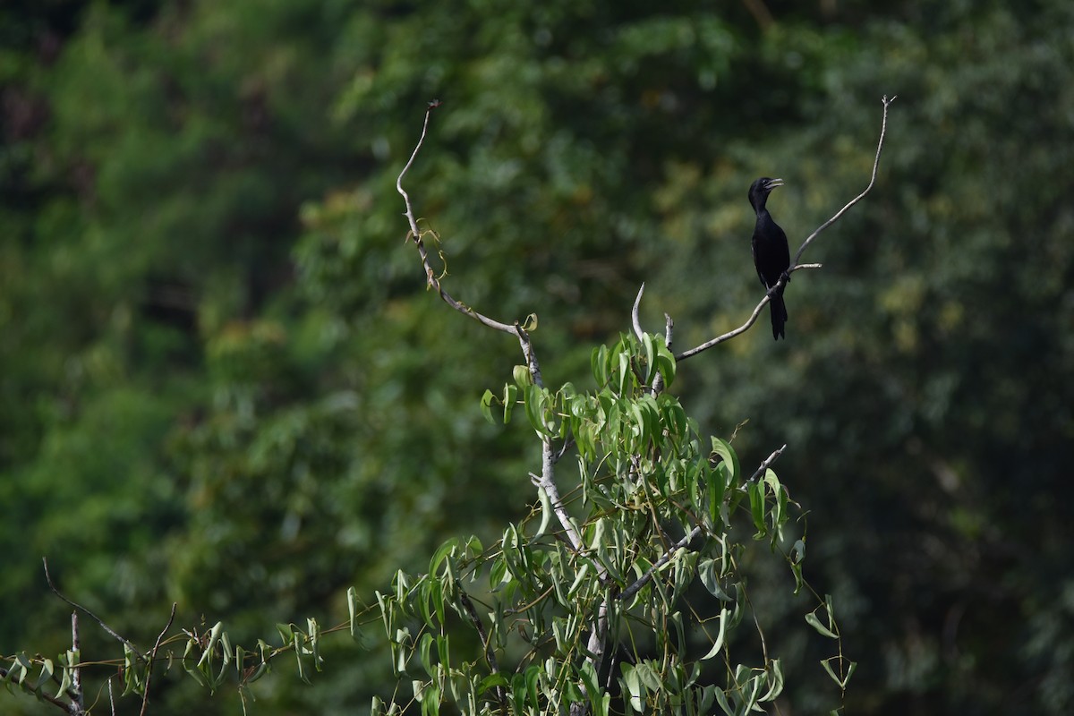 Little Cormorant - ML643126046