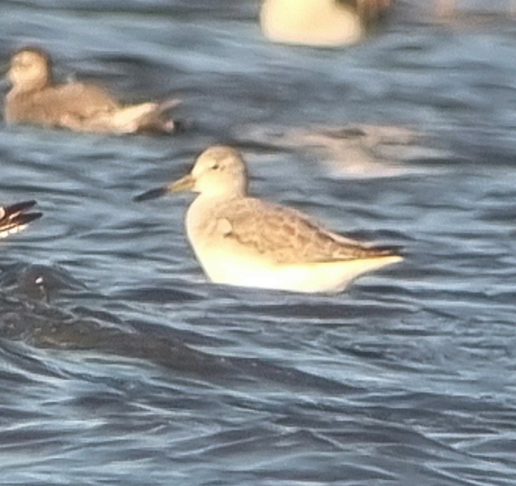 Nordmann's Greenshank - ML643126048