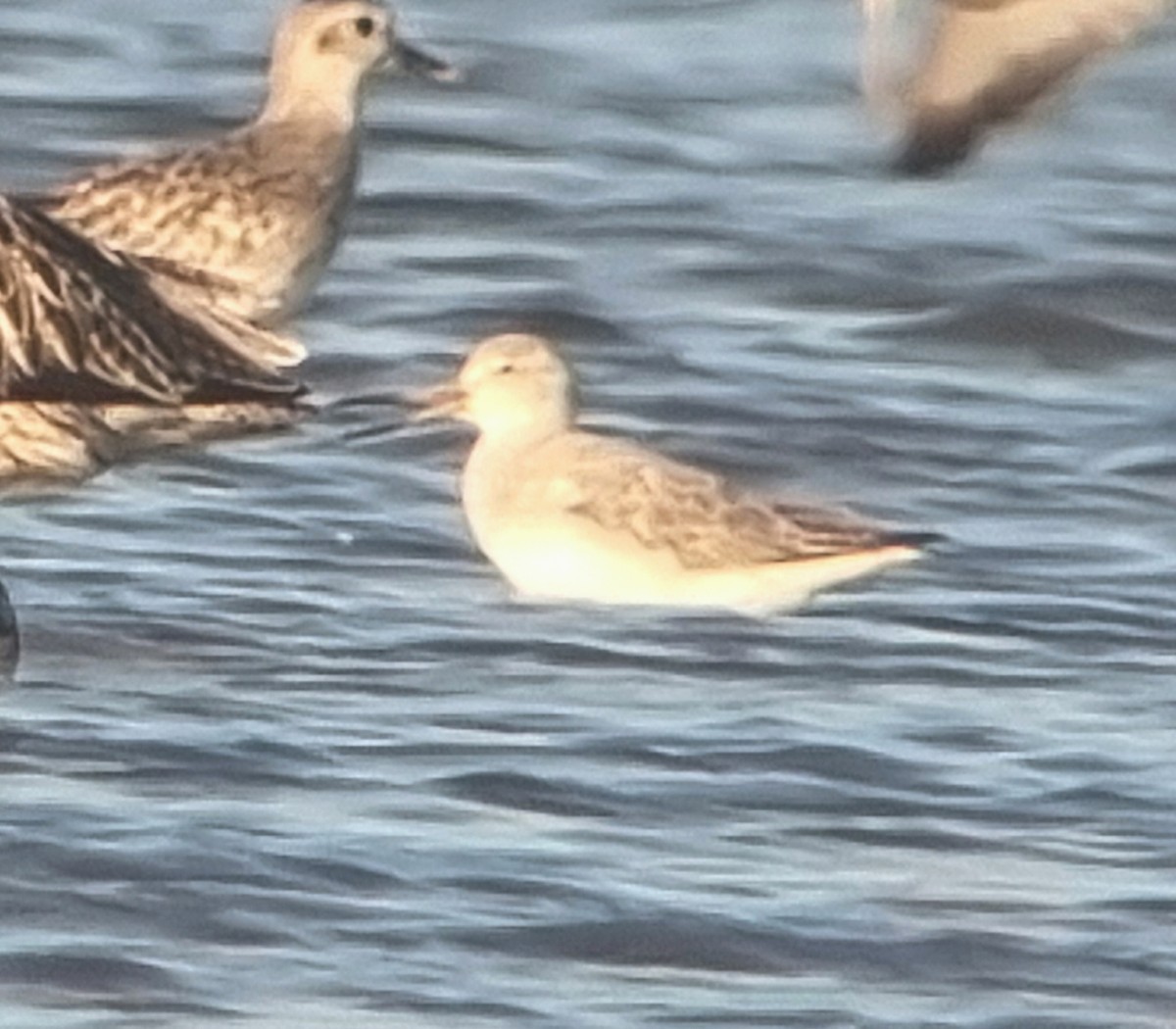 Nordmann's Greenshank - ML643126051