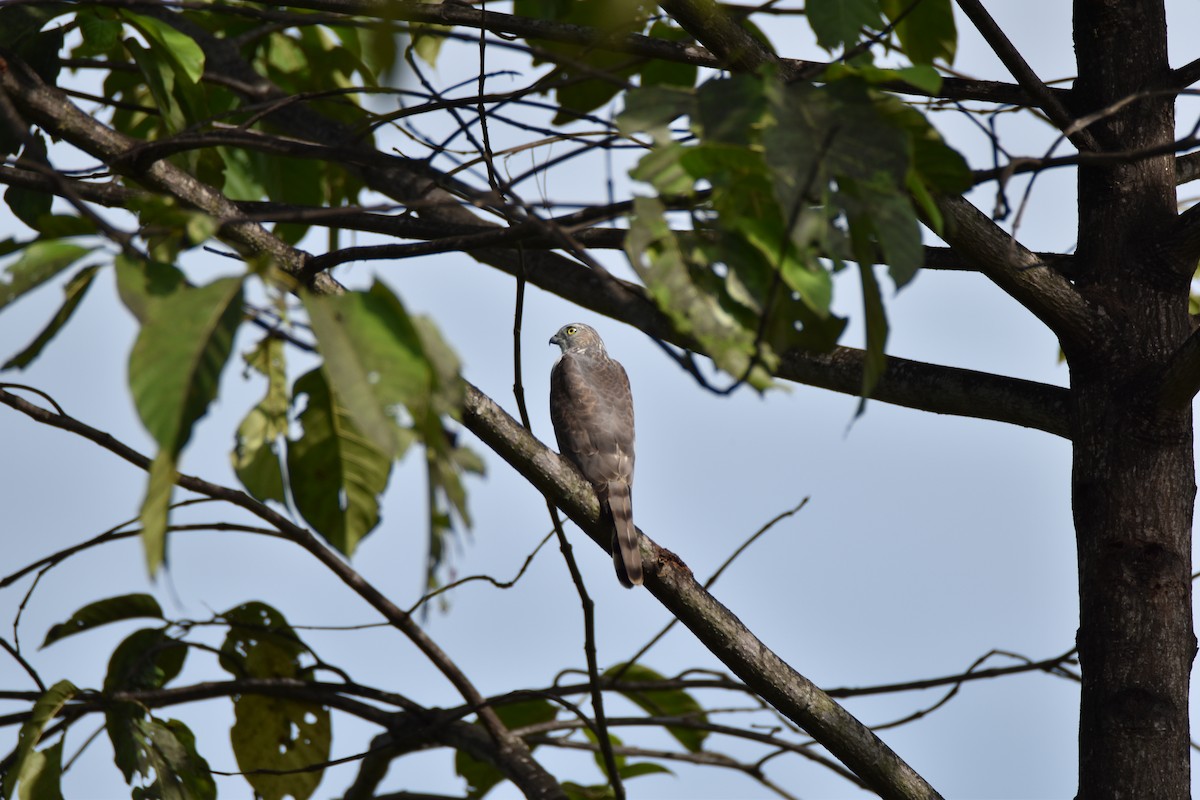 Shikra - ML643126052