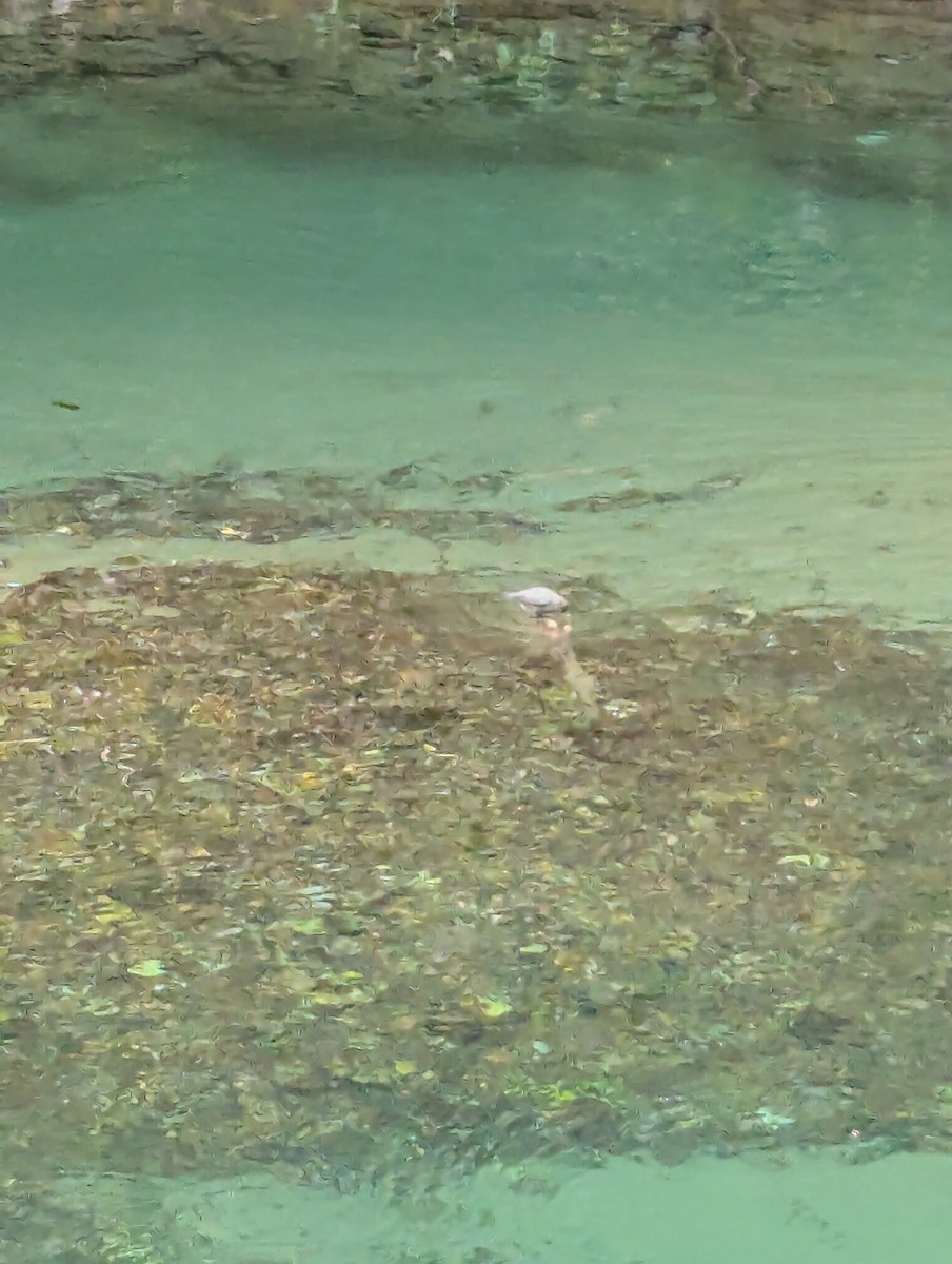 American Dipper - ML643126063