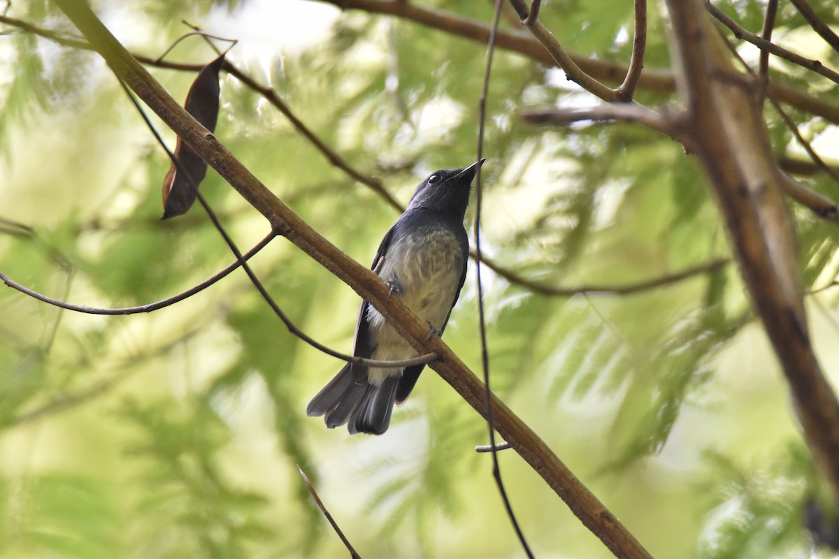 Hainan Blue Flycatcher - ML643126070