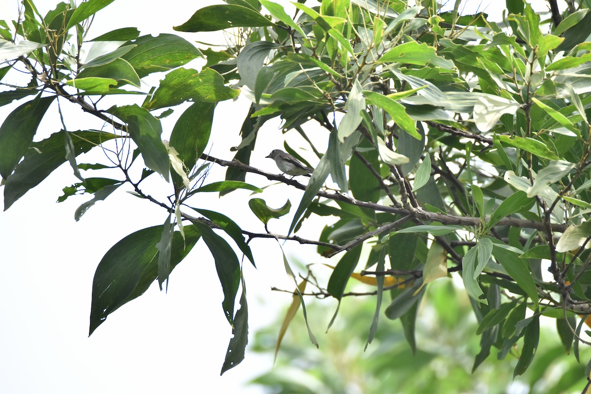 Asian Brown Flycatcher - ML643126095